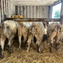Blue Heifers for Sale: 5-8 Months Old
