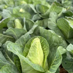 Fresh Tourima F1 Pointed Cabbage | About 5 Tons Available