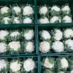 4000 Heads Fresh Cauliflower - Flamenco &amp; Tessaury Varieties