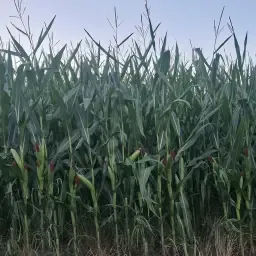 18ha Silage Maize from Field | Rooma/Rudloff Variety