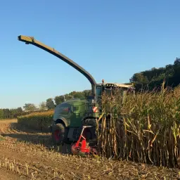 Loonhakselen: Mais &amp; Gras met Fendt Katana 65