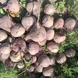 Rode Bettollo Bieten Hoge Brix - Vrachtladingen