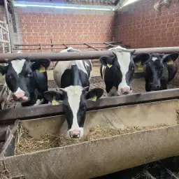 4 Eenjarige Gezonde Holstein Pinken Te Koop