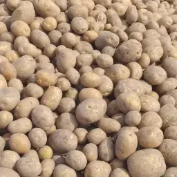Colomba Aardappelen Te Koop | Vrachtwagenladingen