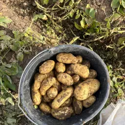 Gezocht: Overmaatse vastkokende Langwerpige Aardappelen 55+/60+