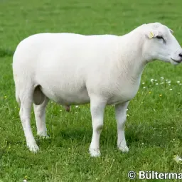 Gezocht: Texel-Mix Ooien voor Fokkerij, G1 ARR/ARR, MV-vrij