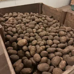 Aardappelen oogst 2025 | 30 ton uit koeling | Te koop
