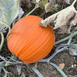 Mooie, grote Halloween &amp; snijpompoenen te koop