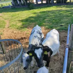 March Calves: Healthy BBXHF &amp; Lakenvelder HF for Sale