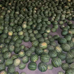 Watermeloenen uit Uelzen | Vers &amp; Regionaal Geteeld (1-4 kg)