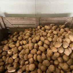 Sorted Frieslander Potatoes Oversize 65mm | 2-3 Tons