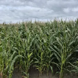 3 Hectares Standing Corn For Sale - Quality Maize Plot
