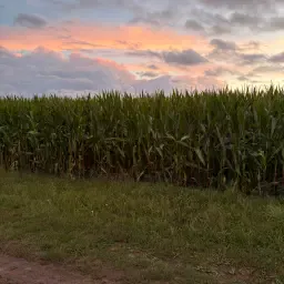 17 ha Silage Corn for Sale – Premium Quality Harvest