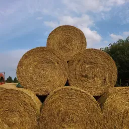 Wheat Straw Bales 2026 Harvest | 1.8m Diameter, Uncut