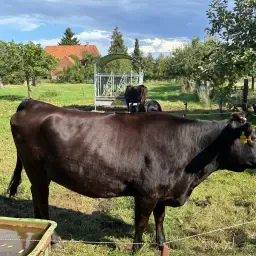 Fullblood Wagyu Fokkoe Wayka – Drachtig &amp; Geregistreerd