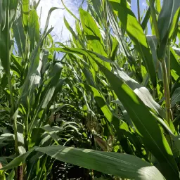 6 ha Mais voor kuilvoer of korrelmais - Veldvers