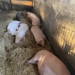 5 Dragende F1 Zeugen &amp; 1 Duroc Beer te Koop – Fokpakket