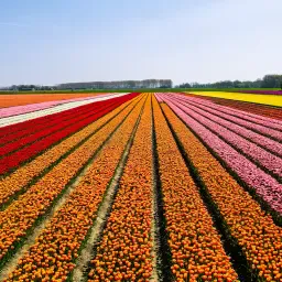 Gevraagd: 4 ha Tulpenland in Noordoostpolder (NOP)