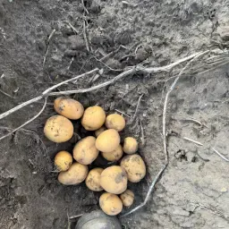 Kiebitz Potatoes for Sale: Approx. 400t from 10.5ha Field