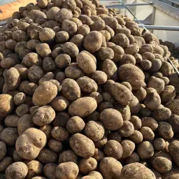 Seeking Amora Potatoes 35mm+ Direct From Field