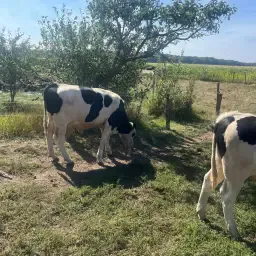 Gespeende Fleckvieh Kruising Rosbullen (ca. 260 kg)