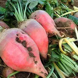 Voederbieten te Koop - Beschikbaar vanaf Oktober