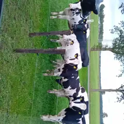 9 Stamboek Holstein Pinken Te Koop | Geïnsemineerd