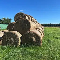 Vochtige Hooibalen | 800 Stuks Beschikbaar tegen Transportkosten