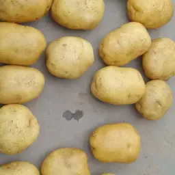 Agria Aardappelen Te Koop – ca. 300 Ton, ZW Polen