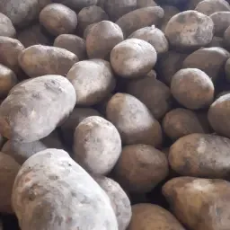 Dikke Patat Aardappels: Agria &amp; Etana, 65mm+, 15 Ton