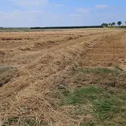 Gerstestro Grote Pakken Te Koop | Hoogwaardige Kwaliteit