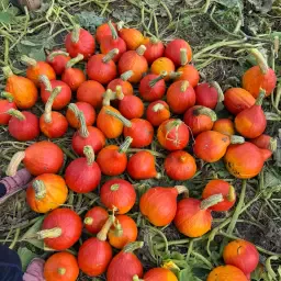 Biologische Hokkaido Pompoenen: Topkwaliteit &amp; Formaat