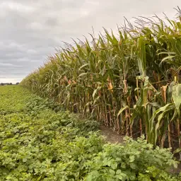 6,5 ha Mais te Koop - Goede Kleigrond in De Heen