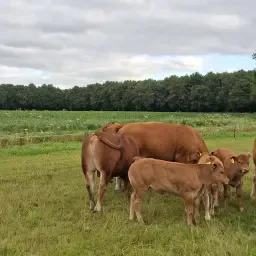 Stalling gezocht: ±20 Limousin koeien voor de winter
