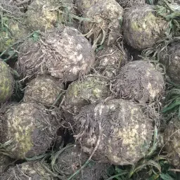 Verse Selderij Te Koop: Grote Hoeveelheden Beschikbaar