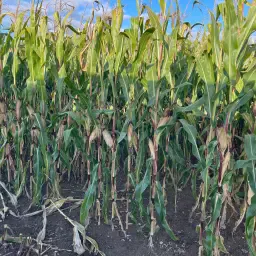30ha Maïs op stam te koop | DKC3201 &amp; Pioneer P8153