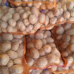 Eating Potatoes Madeira – Predominantly Firm-Cooking