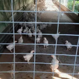 Vleeskuikenstal Gezocht - Pachten of Kopen