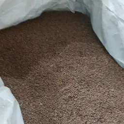 Brown Feed Beans 2024 Harvest | Approx. 30 Tons Available