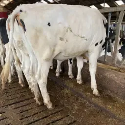 Jongvee te koop | Vanaf 6 maanden | Hoge gezondheidsstatus