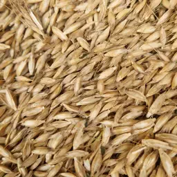 Pure Oergranen Te Koop: Eenkoorn, Emmertarwe, Spelt