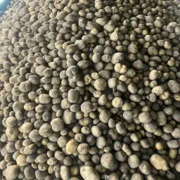 Adeline Stijfselaardappelen – ca. 300t, 20% Zetmeel