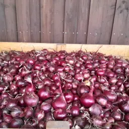 15 Kisten Rode Uien te Koop - Restpartij, Regio Rheine