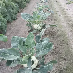 Koolrabi Te Koop: Verse Groenten Direct van de Teler