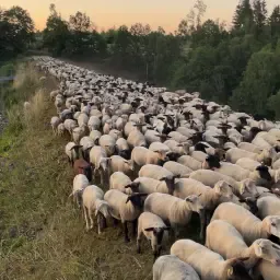 Weidegrond Gezocht: Nedersaksen, NRW, Thüringen (250-2000ha)