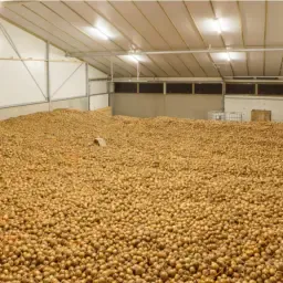 300 ton droge Hyway uien uit de schuur - 90% 40-60mm