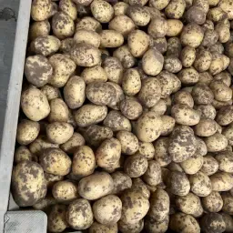 Frieslander aardappelen 50/+ | Licht schurft | 35 ton