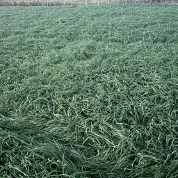 Gras op stam te koop: hoogwaardig veevoer, prijs bespreekbaar