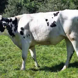 Zoek: Drachtige Holstein Vaarzen | Afkalving Vanaf 26 Dec