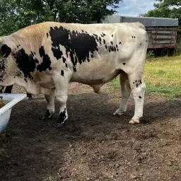 Gekeurde Pustertaler Sprinzen fokstier Idris te koop